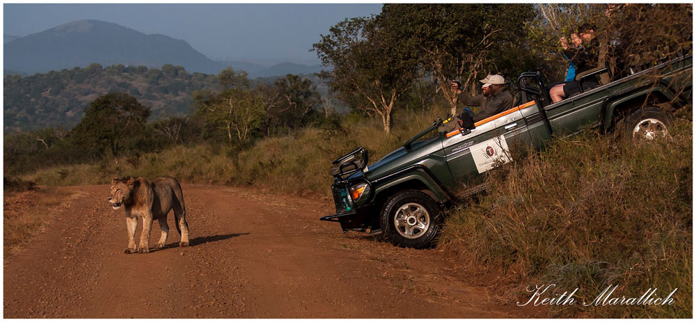 Lion sighting on a Game Drive - Thanda Safari Lodge, Thanda Private Game Reserve - Zululand Reservations