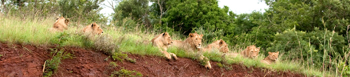 Pride of Lion,Game Drives,Amakhosi Safari Lodge,Amakhosi Private Game Reserve,KwaZulu-Natal,Hluhluwe iMfolozi Reservations