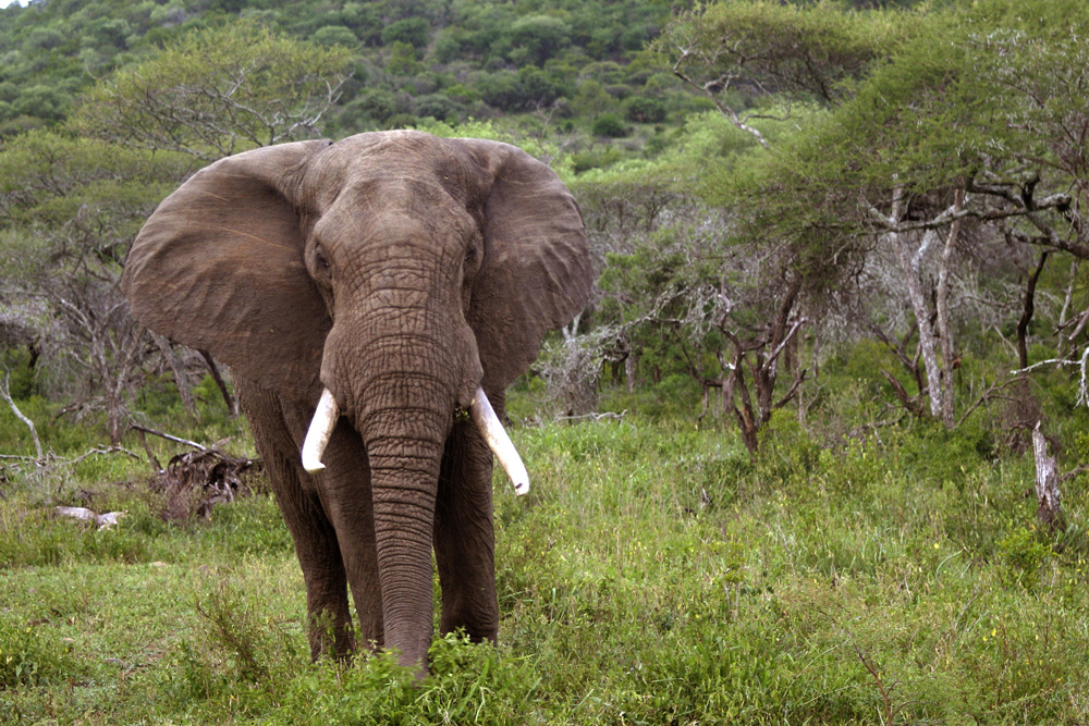Elephant - Falls Lodge in Amazulu Game Reserve near Hluhluwe iMfolozi, KwaZulu-Natal