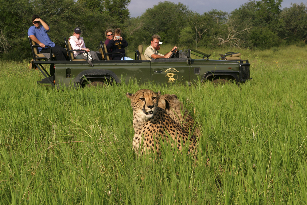 Cheetah - Mkuze Falls Lodge in Amazulu Game Reserve near Hluhluwe iMfolozi, KwaZulu-Natal