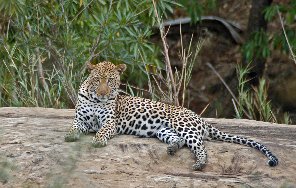 Leopard - Mkuze Falls Lodge in Amazulu Game Reserve near Hluhluwe iMfolozi, KwaZulu-Natal