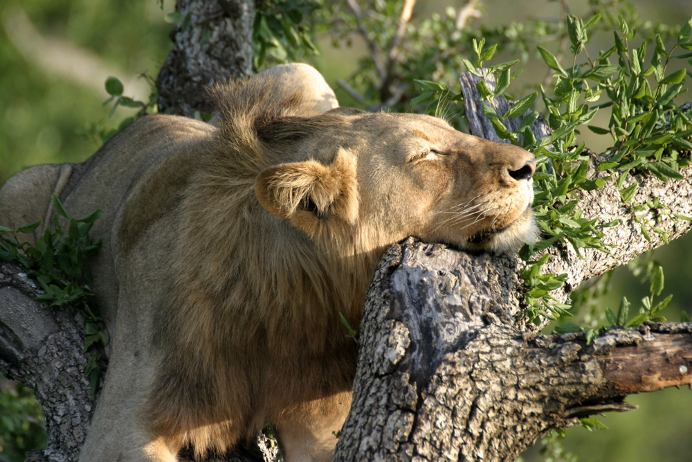 Lion sleeping in Tree - Mkuze Falls Lodge in Amazulu Game Reserve near Hluhluwe iMfolozi, KwaZulu-Natal