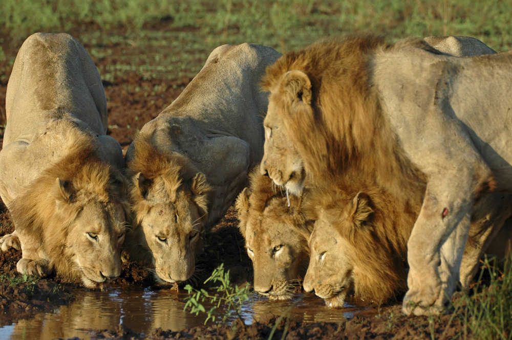 Lions drinking - Mkuze Falls Lodge in Amazulu Game Reserve near Hluhluwe iMfolozi, KwaZulu-Natal