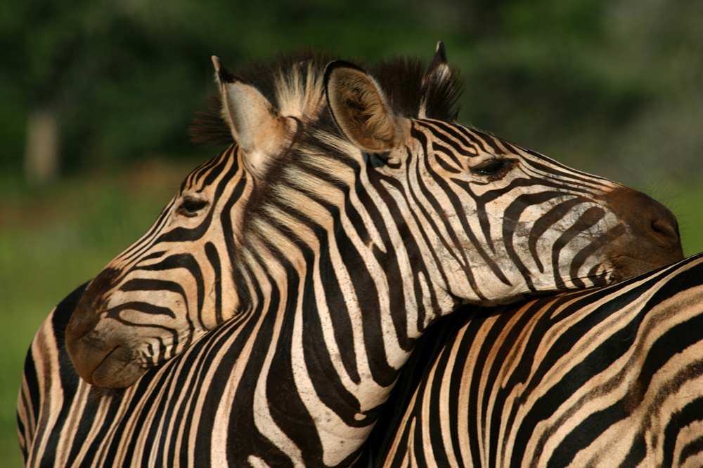 Mkuze Falls Lodge in Amazulu Game Reserve near Hluhluwe iMfolozi, KwaZulu-Natal