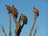 Vultures,Hluhluwe uMfolozi Game Reserve