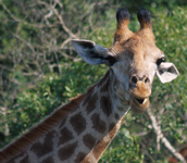 Giraffe,Hluhluwe uMfolozi Game Reserve