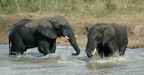 Elephants,Hluhluwe uMfolozi Game Reserve