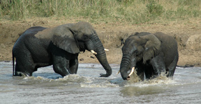 Elephants,Hluhluwe uMfolozi Game Reserve