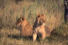 Lions,Hluhluwe uMfolozi Game Reserve