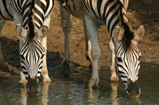 Zebras,Hluhluwe uMfolozi Game Reserve