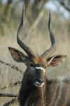 Kudu,Hluhluwe uMfolozi Game Reserve