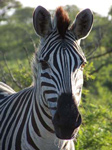 Zebra,Hluhluwe uMfolozi Game Reserve