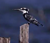Pied Kingfisher,Hluhluwe uMfolozi Game Reserve