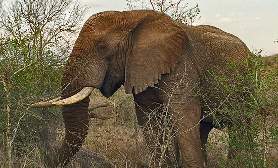 Elephant - Hluhluwe iMfolozi Game Reserve Big 5 Nselweni Bush Camp Self Catering Accommodation Bookings KwaZulu-Natal South Africa