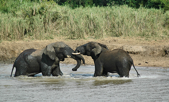 Elephants playing in the river - Hluhluwe iMfolozi Game Reserve Big 5 Nselweni Bush Camp Self Catering Accommodation Bookings KwaZulu-Natal South Africa