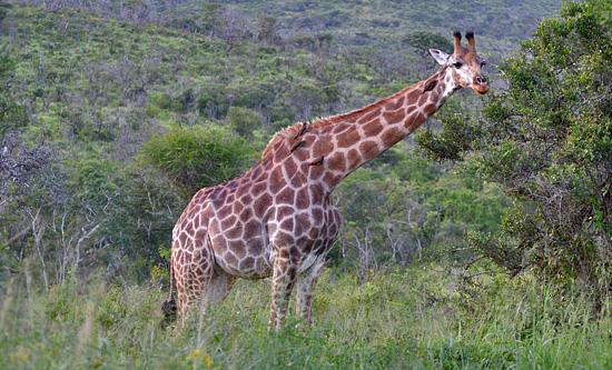 Giraffe Sighting - Hluhluwe iMfolozi Game Reserve Big 5 Nselweni Bush Camp Self Catering Accommodation Bookings KwaZulu-Natal South Africa