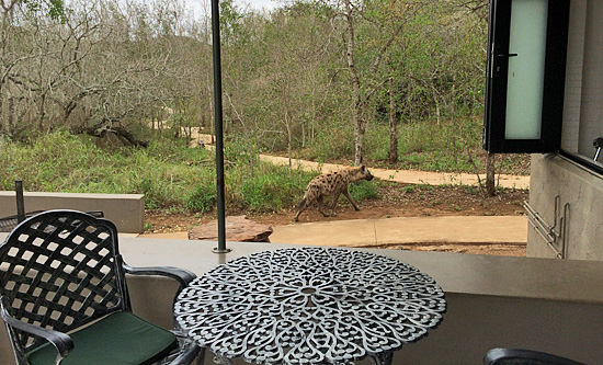 Hyena sighting - Hluhluwe iMfolozi Game Reserve Big 5 Nselweni Bush Camp Self Catering Accommodation Bookings KwaZulu-Natal South Africa
