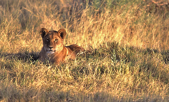 Lion - Hluhluwe iMfolozi Game Reserve Big 5 Nselweni Bush Camp Self Catering Accommodation Bookings KwaZulu-Natal South Africa