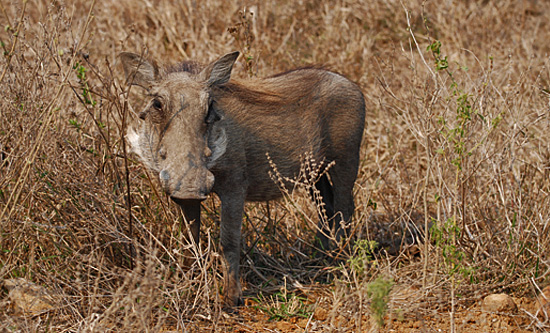 Warthog - Hluhluwe iMfolozi Game Reserve Big 5 Nselweni Bush Camp Self Catering Accommodation Bookings KwaZulu-Natal South Africa