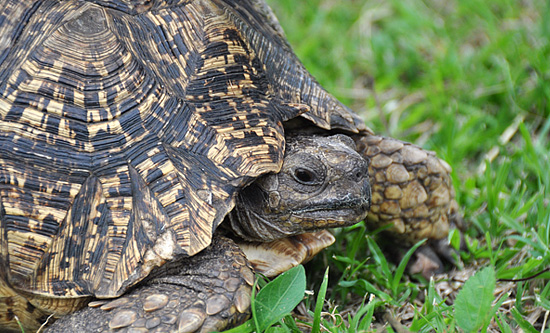 Tortoise - Hluhluwe iMfolozi Game Reserve Big 5 Nselweni Bush Camp Self Catering Accommodation Bookings KwaZulu-Natal South Africa