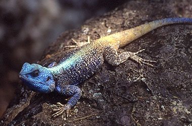 Blue Headed Lizard,Accommodation Bookings,Big Five Game Reserve,Hluhluwe,Zululand,KwaZulu-Natal