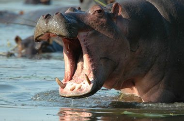 Hippo,Accommodation Bookings,Big Five Game Reserve,Hluhluwe,Zululand,KwaZulu-Natal