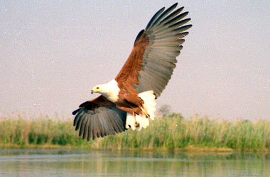 African Fish Eagle,Accommodation Bookings,Big Five Game Reserve,Hluhluwe,Zululand,KwaZulu-Natal