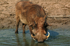 Mkuze Game Reserve,KwaZulu-Natal,Malaria Free