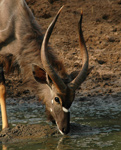 Mkuze Game Reserve,KwaZulu-Natal,Malaria Free 