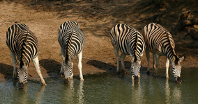 Mkuze Game Reserve,KwaZulu-Natal,Malaria Free 