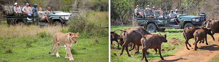 Phinda Mountain Lodge Big 5 Game Drives sightings Phinda Private Game Reserve Luxury Lodge African Safari South Africa