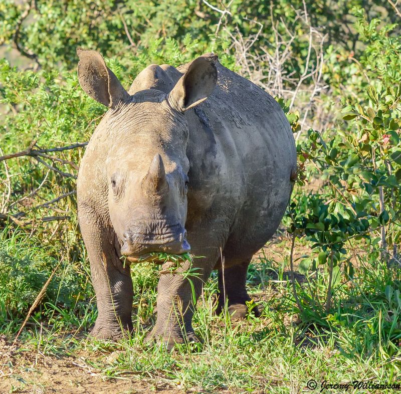 Rhino Ridge Safari Lodge