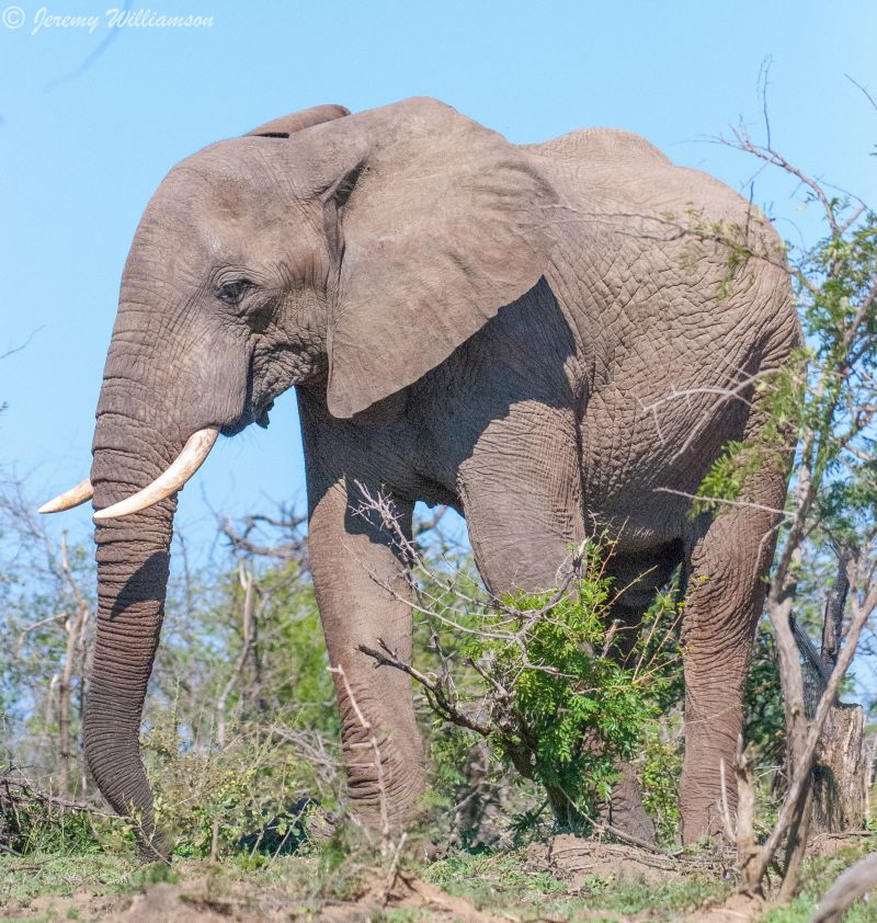 Rhino Ridge Safari Lodge