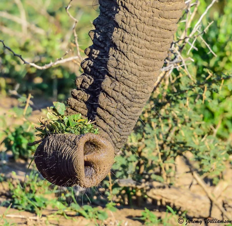 Rhino Ridge Safari Lodge