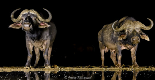 Buffalo @ The overnight Umgodi hide - Zimanga Private Game Reserve