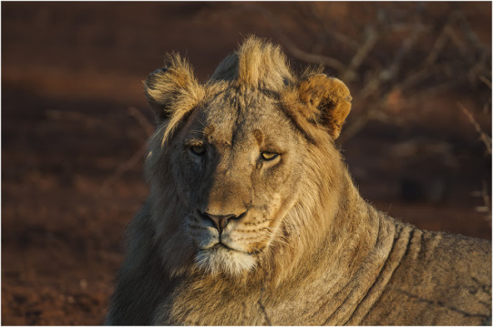 Lion - Zimanga Private Game Reserve
