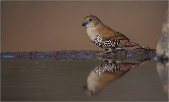 Birds @ Bhejane Hide - Zimanga Private Game Reserve