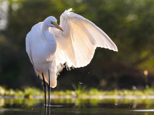 Birds @ The Lagoon hide - Zimanga Private Game Reserve
