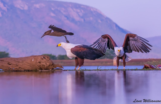 Fish Eagle @ The Lagoon hide - Zimanga Private Game Reserve