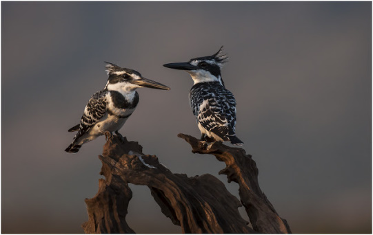 Pied Kingfishers - Zimanga Private Game Reserve