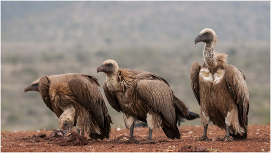 White-backed Vulture @ Scavengers Hill Hide - Zimanga Private Game Reserve