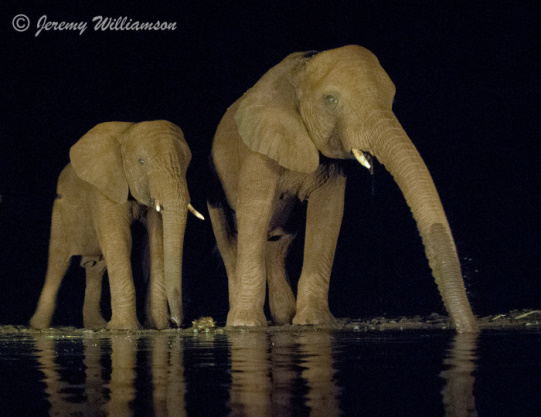 Elephant @ The overnight Umgodi hide - Zimanga Private Game Reserve
