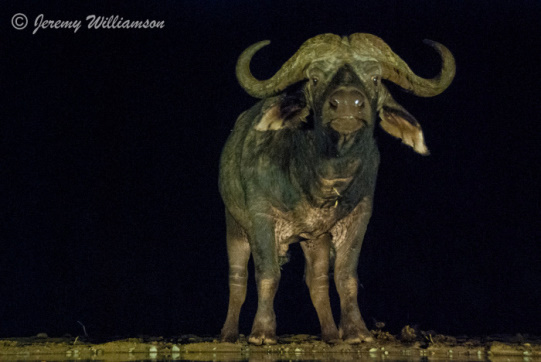 Buffalo @ The overnight Umgodi hide - Zimanga Private Game Reserve
