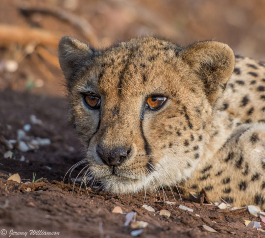 Cheetah - Zimanga Private Game Reserve