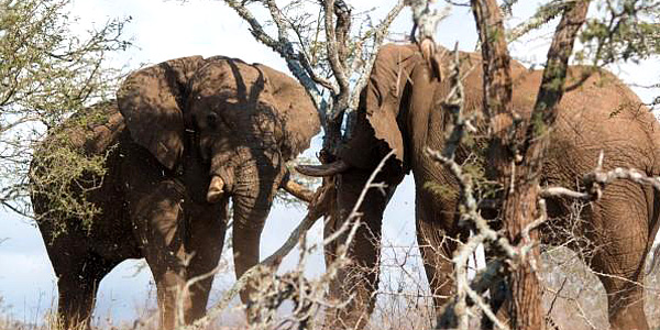 Elephant Big 5 Hluhluwe iMfolozi Reservations Manyoni Private Game Reserve Leopard Mountain Game Lodge Zululand Rhino Reserve