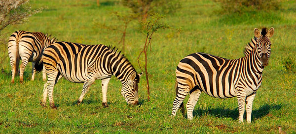 Zebra sighting during daily game drives at Leopard Mountain Game Lodge in the Big 5 Manyoni Private Game Reserve, KwaZulu-Natal