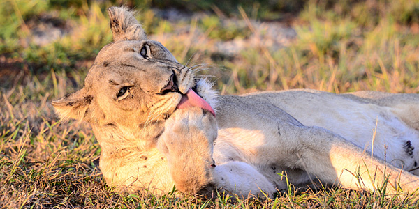 Lioness sighting while on daily game drives at Mavela Game Lodge, a Luxury Tented Camp in the Big 5 Manyoni Private Game Reserve (previously the Zululand Rhino Reserve), KwaZulu-Natal