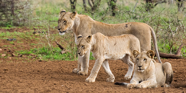 Lion Pride Manyoni Private Game Reserve Zululand Rhino Reserve Big 5 Wildlife Mavela Game Lodge