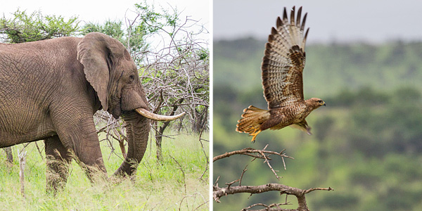 Elephant & Steppe Buzzard sighting in the Big 5 Manyoni Private Game Reserve (Zululand Rhino Reserve) located in KwaZulu-Natal, South Africa