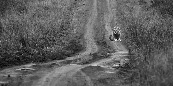 Mavela Game Lodge Male Lion Sighting Manyoni Private Game Reserve Zululand Rhino Reserve Luxury Tented Camp